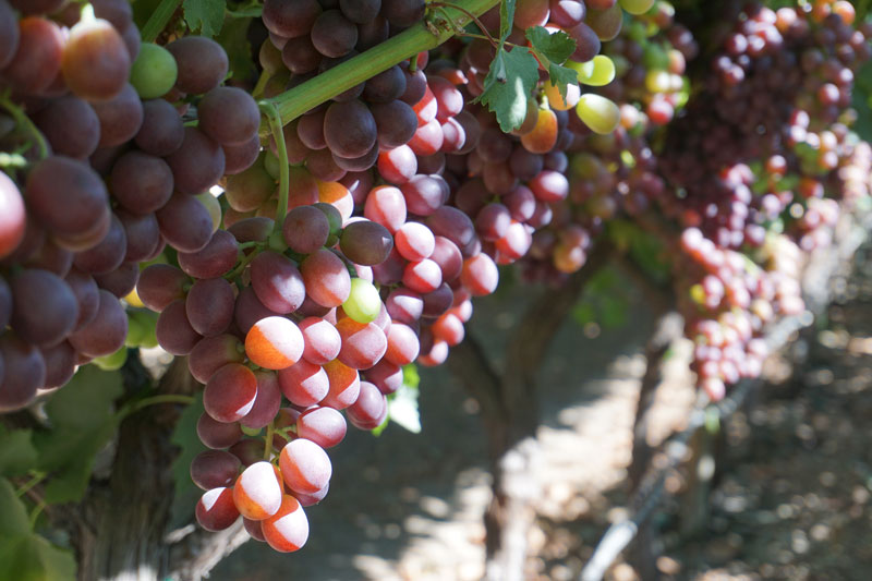 feature-grapes feature-grapes